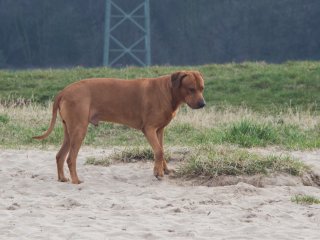 Rhodesian Ridgeback