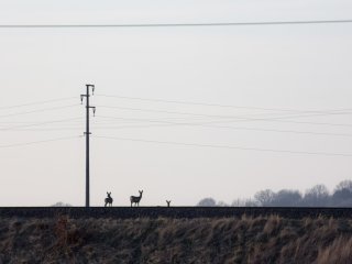Minolta MD Zoom 70-210mm f4