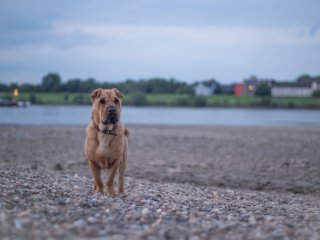 Nikon Lens Series E 50mm f1.8