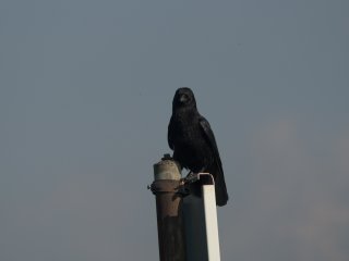 Pentacon 200mm f4