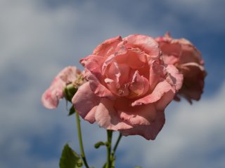 Minolta MD W.Rokkor 28mm f3.5