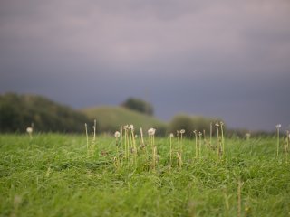 Nikkor P-Auto 105mm f2.5