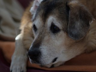 Canon FD 85mm f1.8 S.S.C.