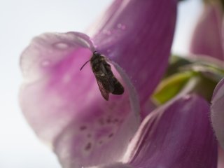 Vivitar Macro 55mm f2.8