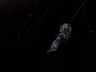 Vivitar Macro 55mm f2.8