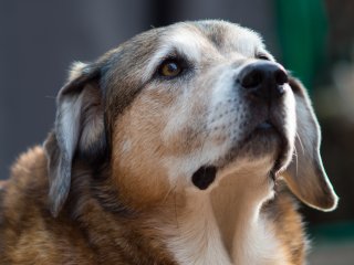 Olympus OM Zuiko 135mm f3.5