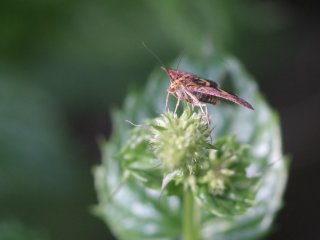 Canon FD Macro 100mm f4