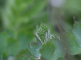 Asahi SMC Takumar 150mm f4