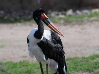 Pentacon 300mm f4