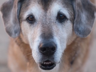 Nikkor P-Auto 105mm f2.5