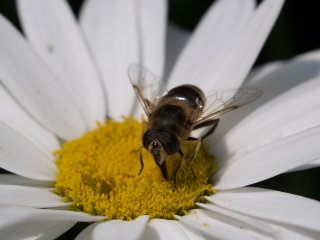Canon FD Macro 100mm f4