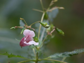 Vivitar Macro Focusing Zoom 70-300mm f4.2-5.8