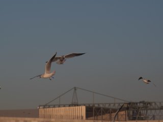 Minolta Auto Rokkor-PF 135mm f2.8