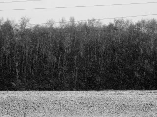 Wald am Rhein - SW-Bearbeitung in Lightroom