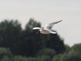 Tamron BBAR Multi C 135mm f2.8 Adaptall
