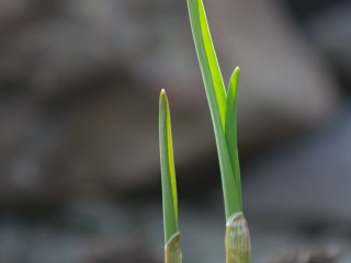 Minolta MD Zoom 70-210mm f4