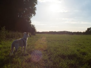 Tokina AT-X 28-85mm f3.5-4.5
