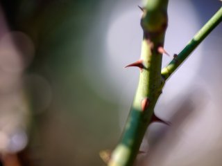 Tamron SP 90mm f2.5 52BB