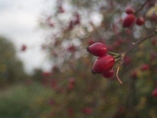 Tokina RMC 24mm f2.8