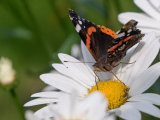 Canon FD Macro 100mm f4
