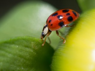 Vivitar Macro 55mm f2.8
