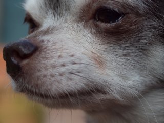 Tokina AT-X 28-85mm f3.5-4.5 close focus modus