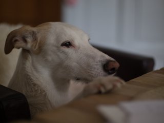 Yashica ML 50mm f1.4