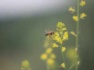 Vivitar Macro Focusing Zoom 70-150mm f3.8