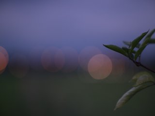 Nikkor P-Auto 105mm f2.5