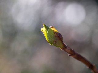 Tamron SP 90mm f2.5 52BB