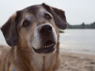 Sammi am Alsumer Steig