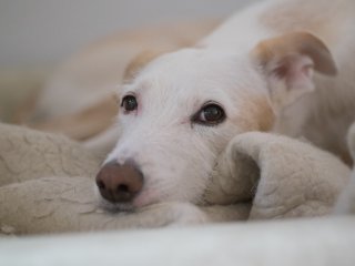 Canon FD 85mm f1.8 S.S.C.