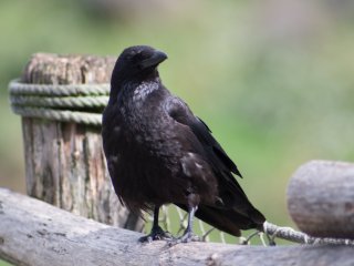 Pentacon 300mm f4