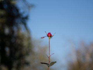 Konica Hexanon AR 40mm f1.8