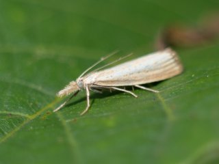 Vivitar Macro 55mm f2.8