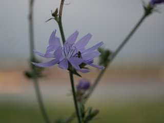 Canon FD Macro Lens S.S.C. 50mm f3.5