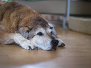Olympus F.Zuiko Auto-S 38mm f1.8