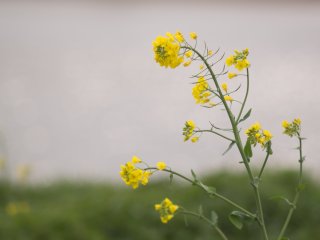 Tokina Tele-Auto 135mm f2.8
