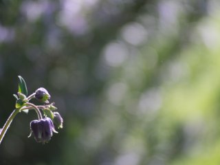 Pentax-M SMC Zoom 80-200mm f4.5