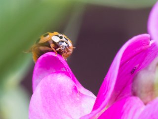 Vivitar Series 1 Macro Telephoto 105mm f2.5