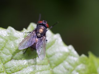 Vivitar Macro 55mm f2.8
