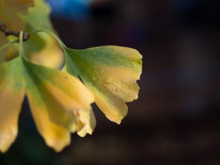 Konica Hexanon AR 40mm f1.8