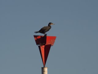 Vivitar Auto Telephoto 300mm f5.6