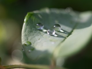 Canon FD Macro Lens S.S.C. 50mm f3.5