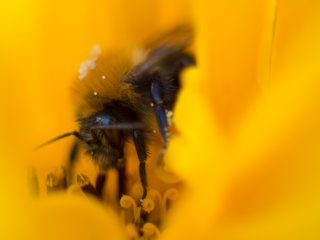 Vivitar Macro 55mm f2.8