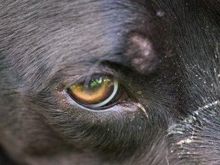 Canon FD Macro 100mm f4