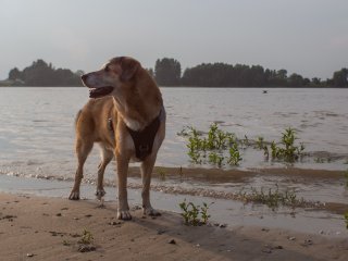 Sammi am Rheinufer