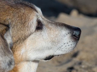 Canon FD 135mm f2.5 S.C.