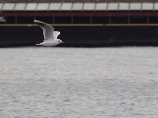 Porst Tele Auto 135mm f3.5