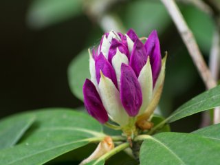 Vivitar Macro Focusing Zoom 75-205mm f3.8